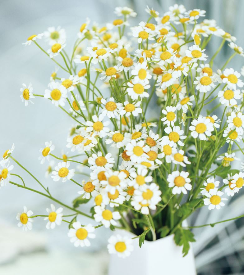 进口洋甘菊鲜花花束 办公家庭水养瓶插花鲜花速递2扎包邮北京发货
