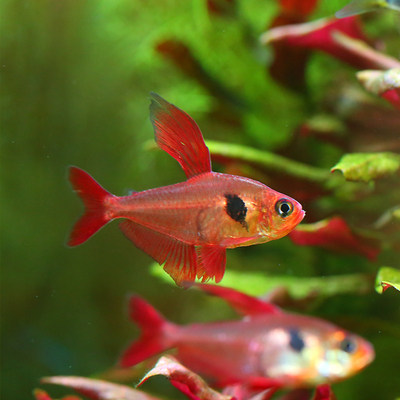南美热带鱼亚马逊野生靓丽群游灯科超红红衣梦幻鱼