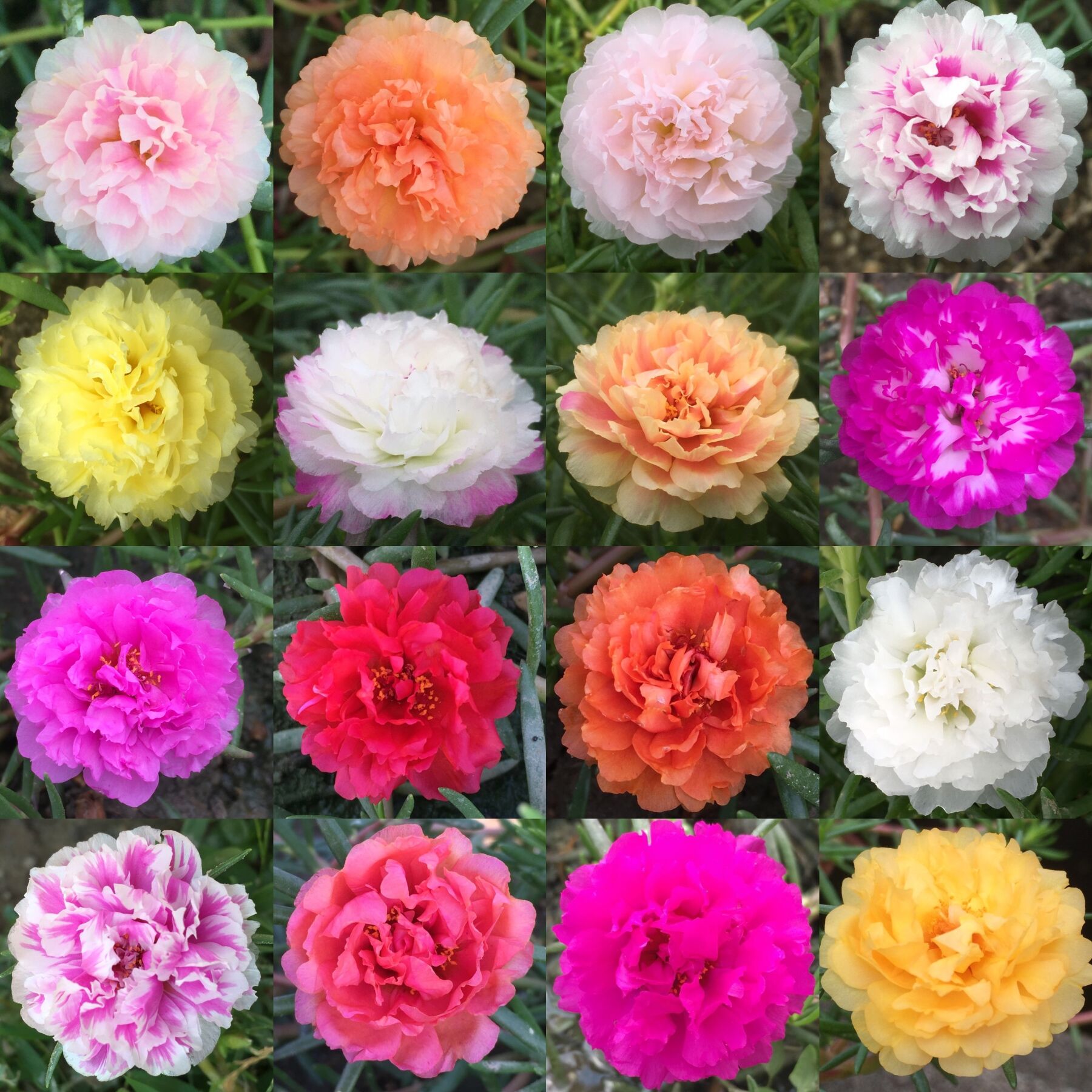 重瓣太阳太阳花花苗宿根混色植物绿植盆栽四季时令草本花卉