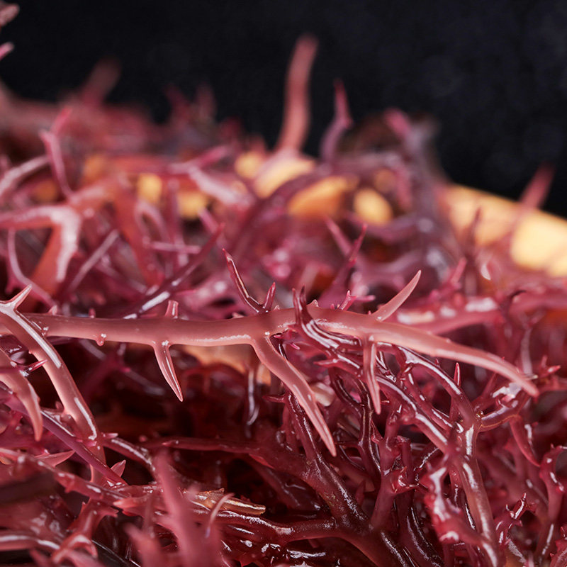 包邮 特价 海洋食品南极冰藻干货野生干紫晶藻凉拌菜海食用海藻2件