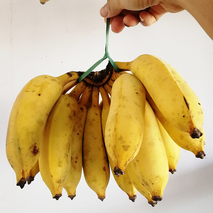 正宗高州精选粉蕉原生态无添加催熟5斤10斤原味香蕉