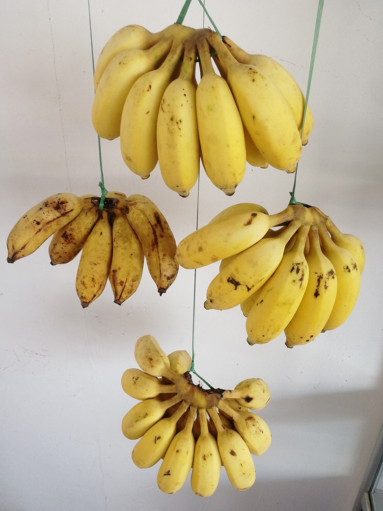 正宗高州精选粉蕉原生态无添加催熟5斤10斤原味香蕉