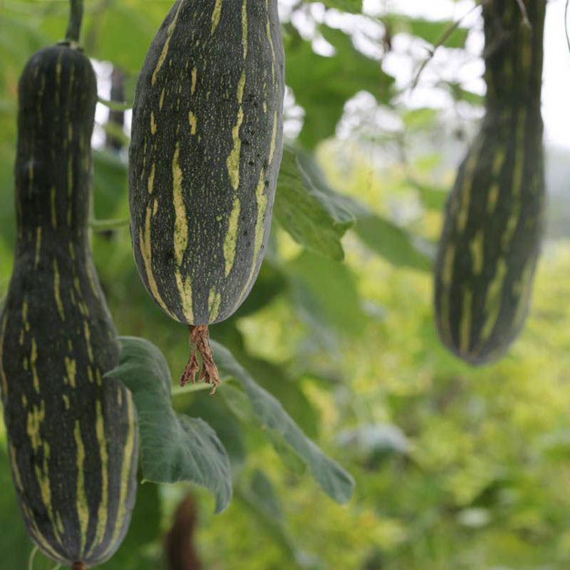 种子家庭种植七叶南瓜蔬菜食用瓜果早熟砍瓜家庭园艺种子