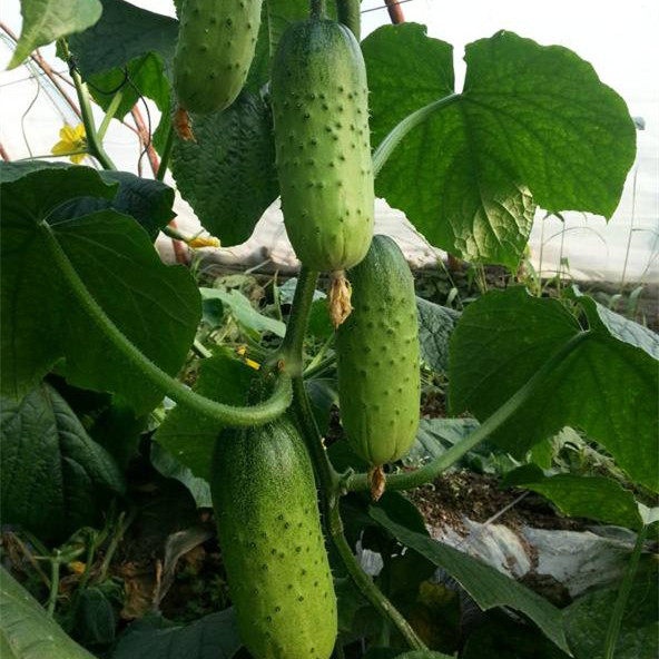 种子阳台蔬菜唐山秋瓜黄瓜庭院种植菜籽爽口家庭园艺种子