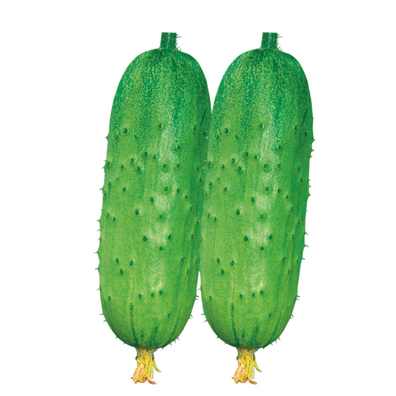 黄瓜水果种子短棒小黄瓜种籽兔子阳台盆栽四季家庭园艺种子