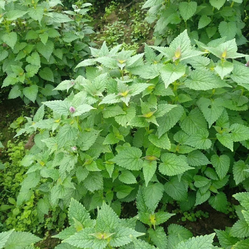 藿香种子霍香正气香草种子 五香十香大茴鱼香草 阳台盆栽蔬菜种子