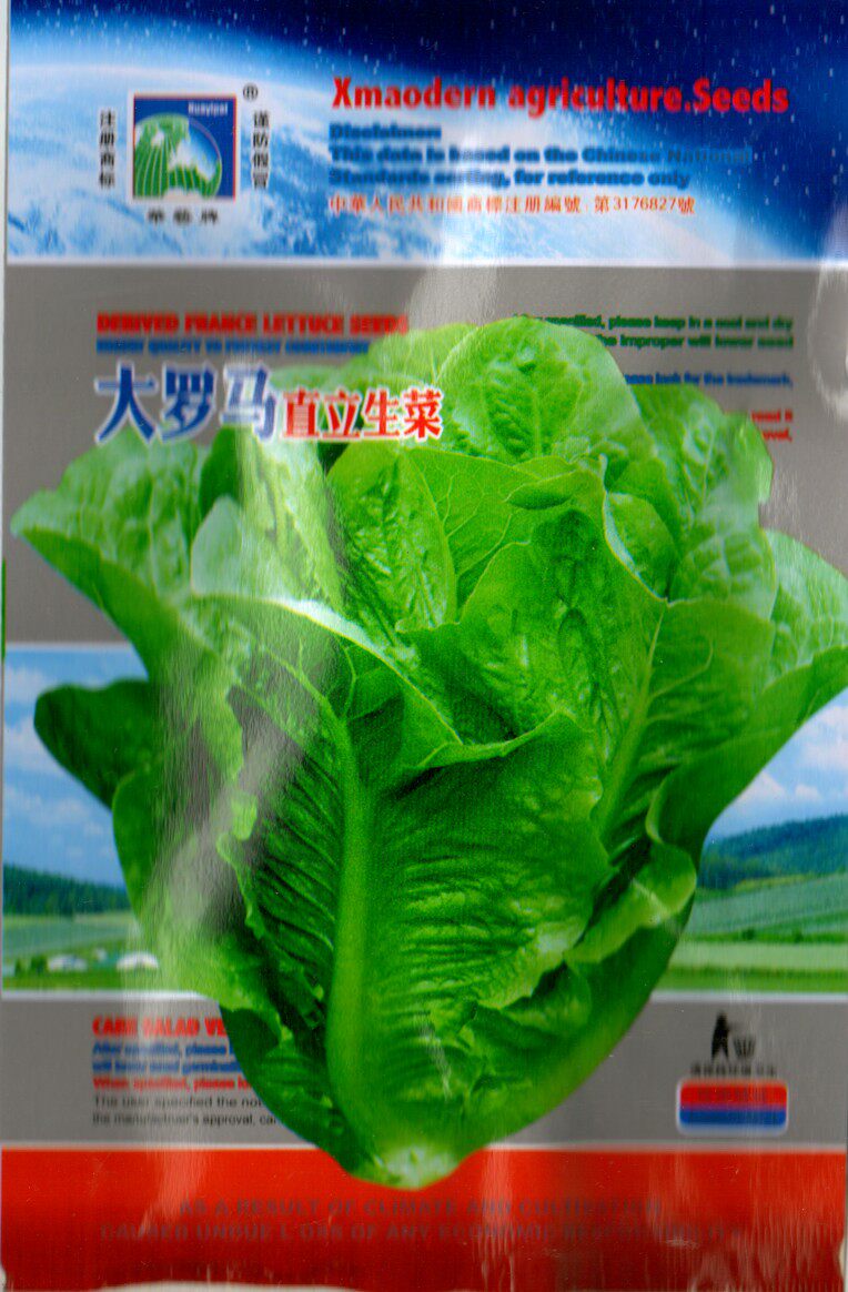 大罗马直立生菜种子 莴苣种子 意大利菜必用 耐寒 口感好 蔬菜