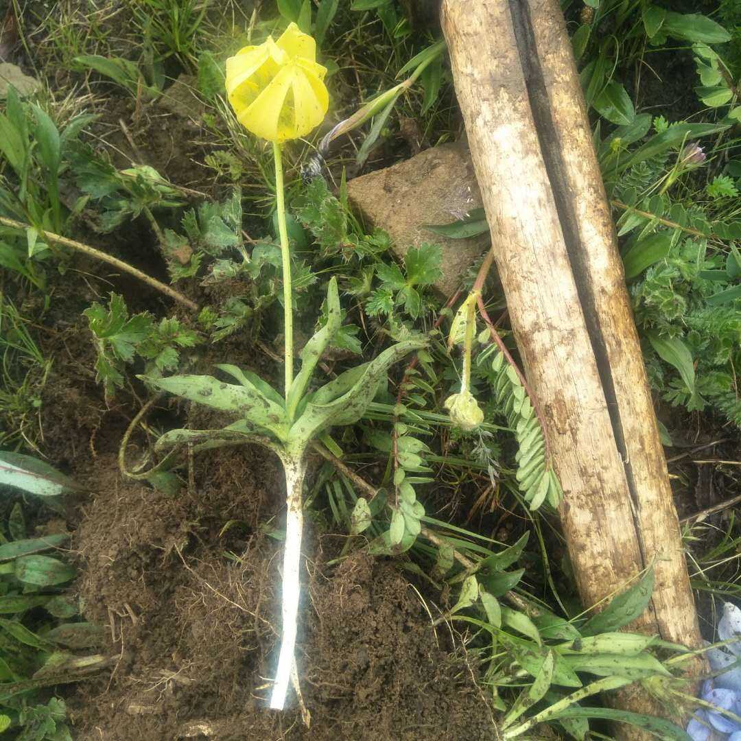 紫花野决明尖被百合观赏药用盆栽花卉中草药材种苗种子草本植物