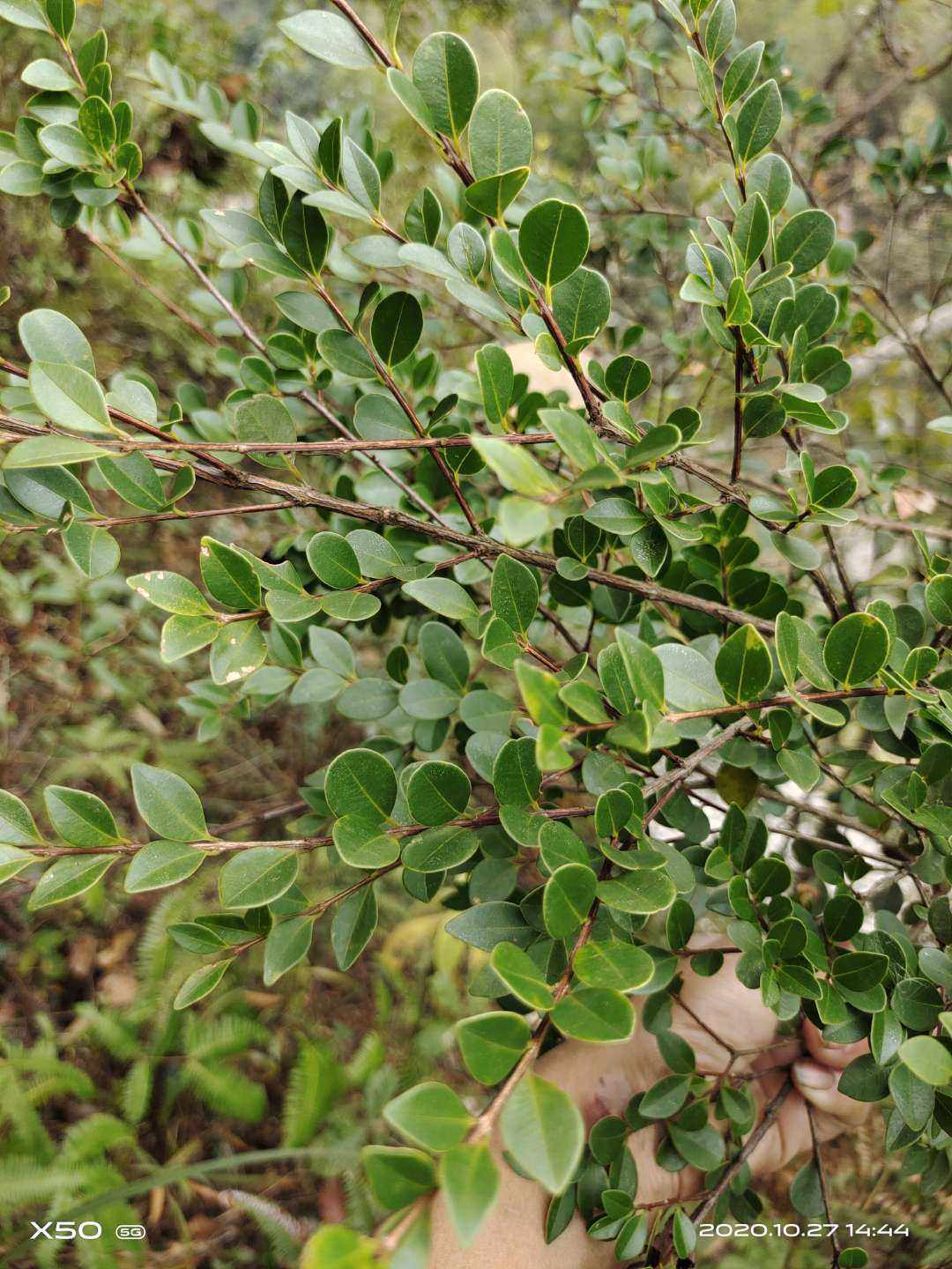 赤楠野枇杷小叶赤楠华南植物观赏药用灌乔木野生中草药材种苗种子