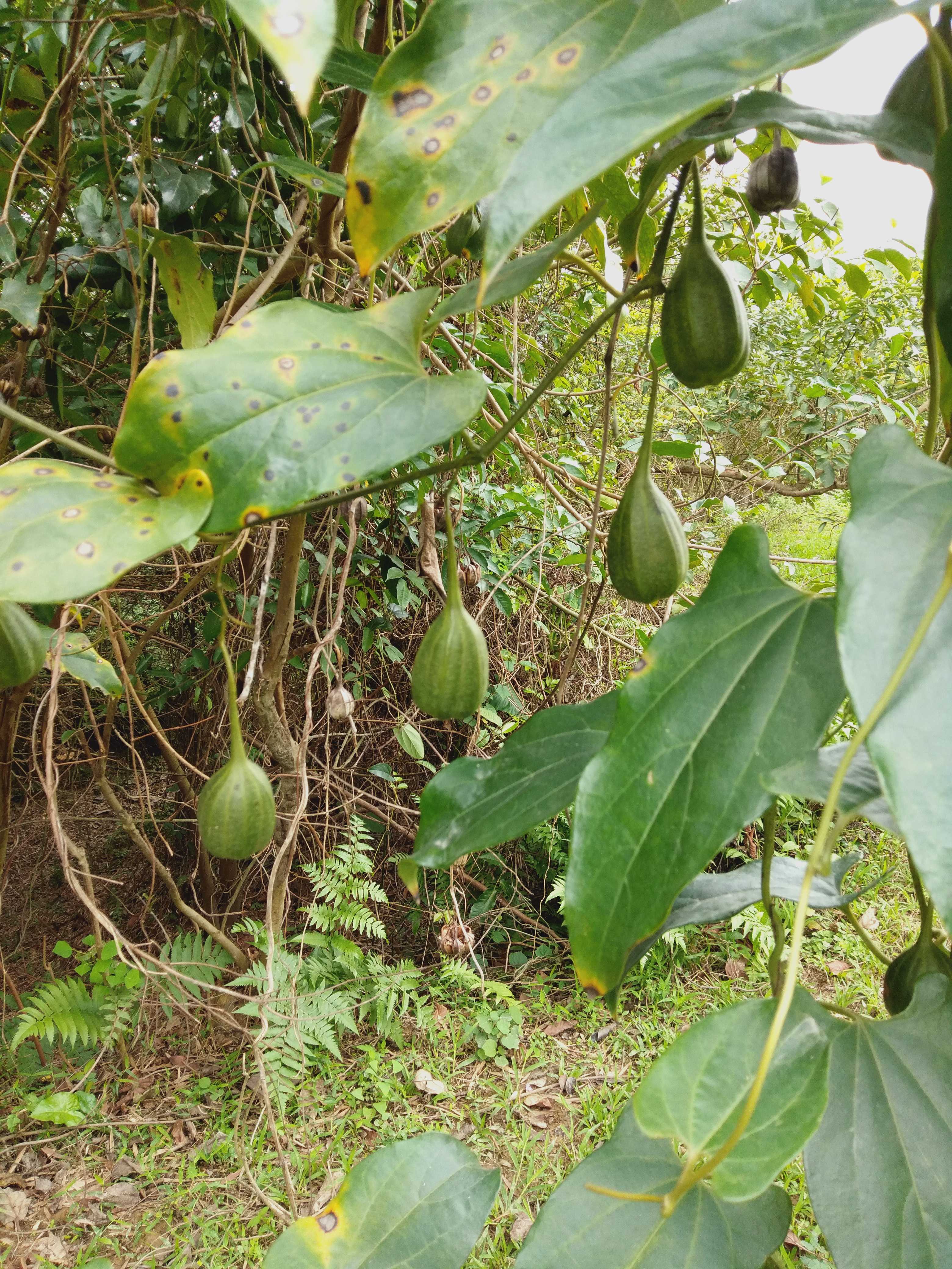 马兜铃药材种苗种子新鲜全草观赏药用盆栽花卉园林绿化苗木广东