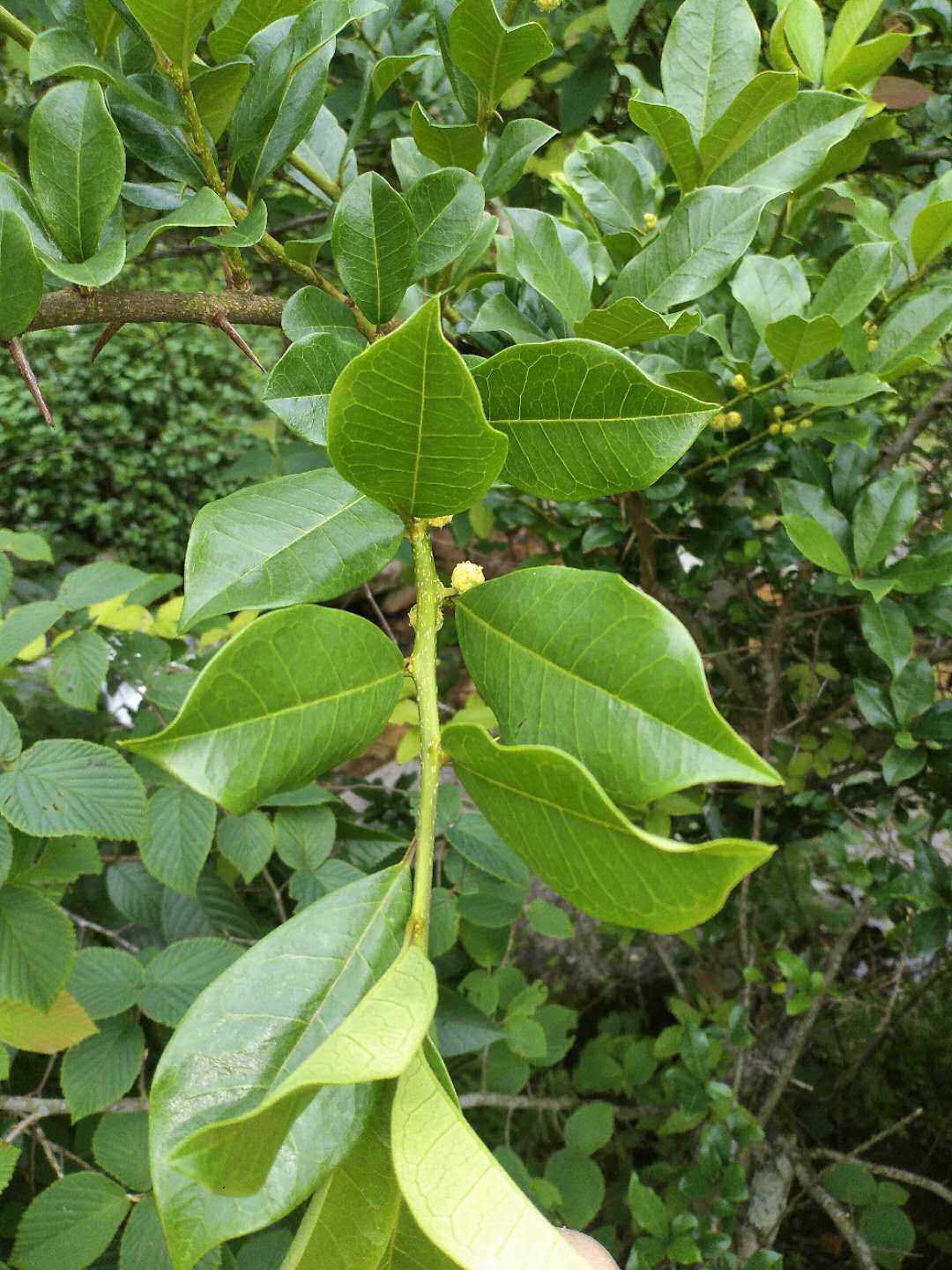 桑科柘属构棘葨芝黄色染料观赏药用盆栽花卉药材种子种苗植物绿篱