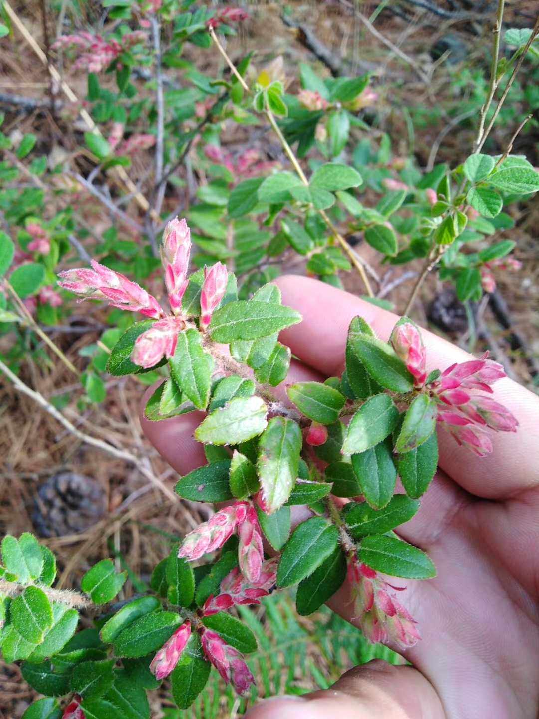 匍匐栒子球花溲疏乌鸦果矮探春观赏药用盆栽花卉中药材种苗种子中