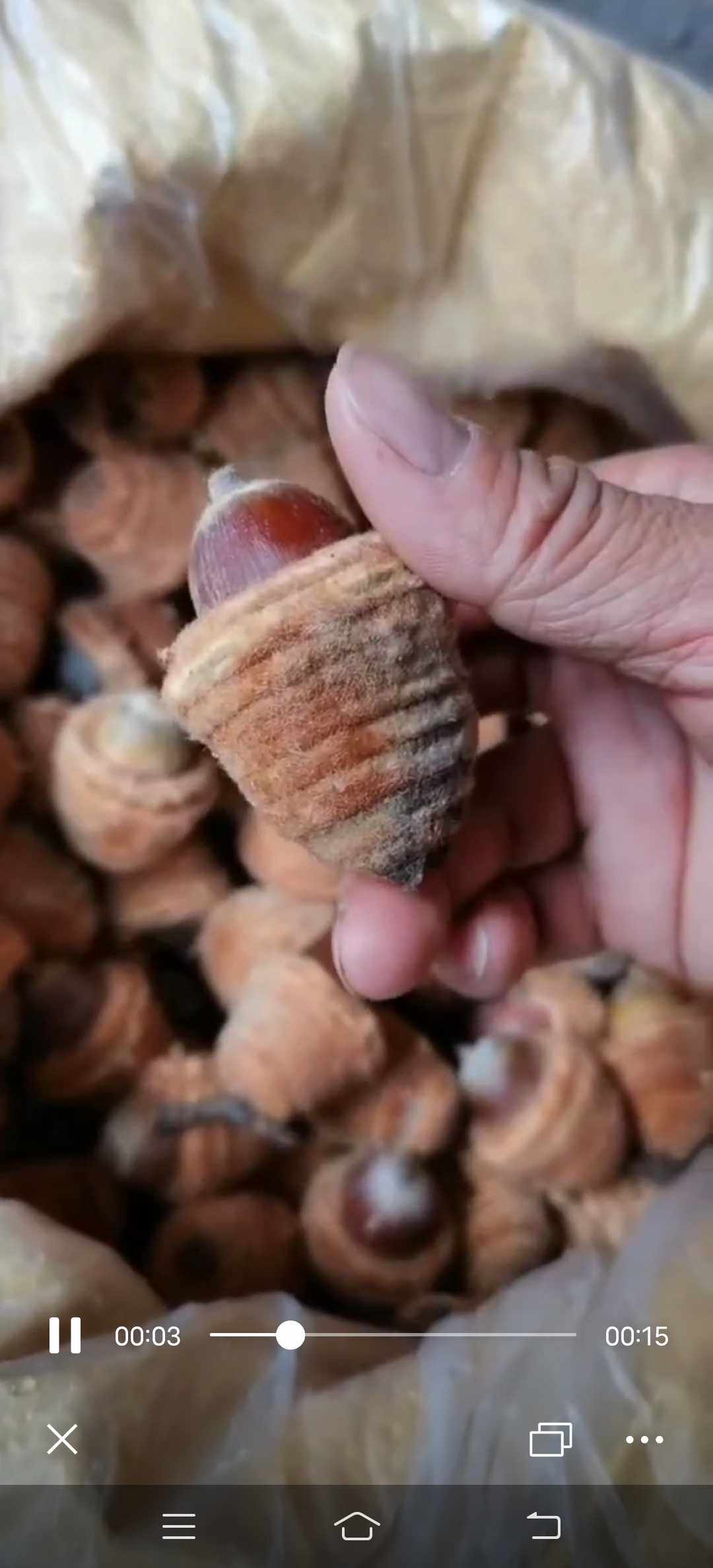 饭甑青冈壳斗科植物野生中草药材种苗种子观赏药用乔木回春草