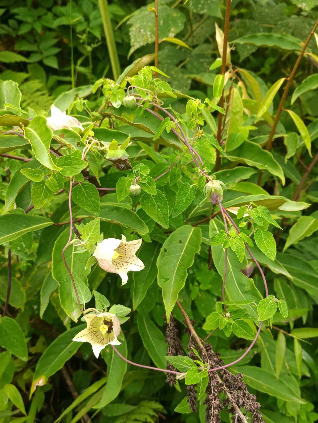 板桥党参非对生叶子党参药材种苗种子新鲜全草观赏药用盆栽植物园