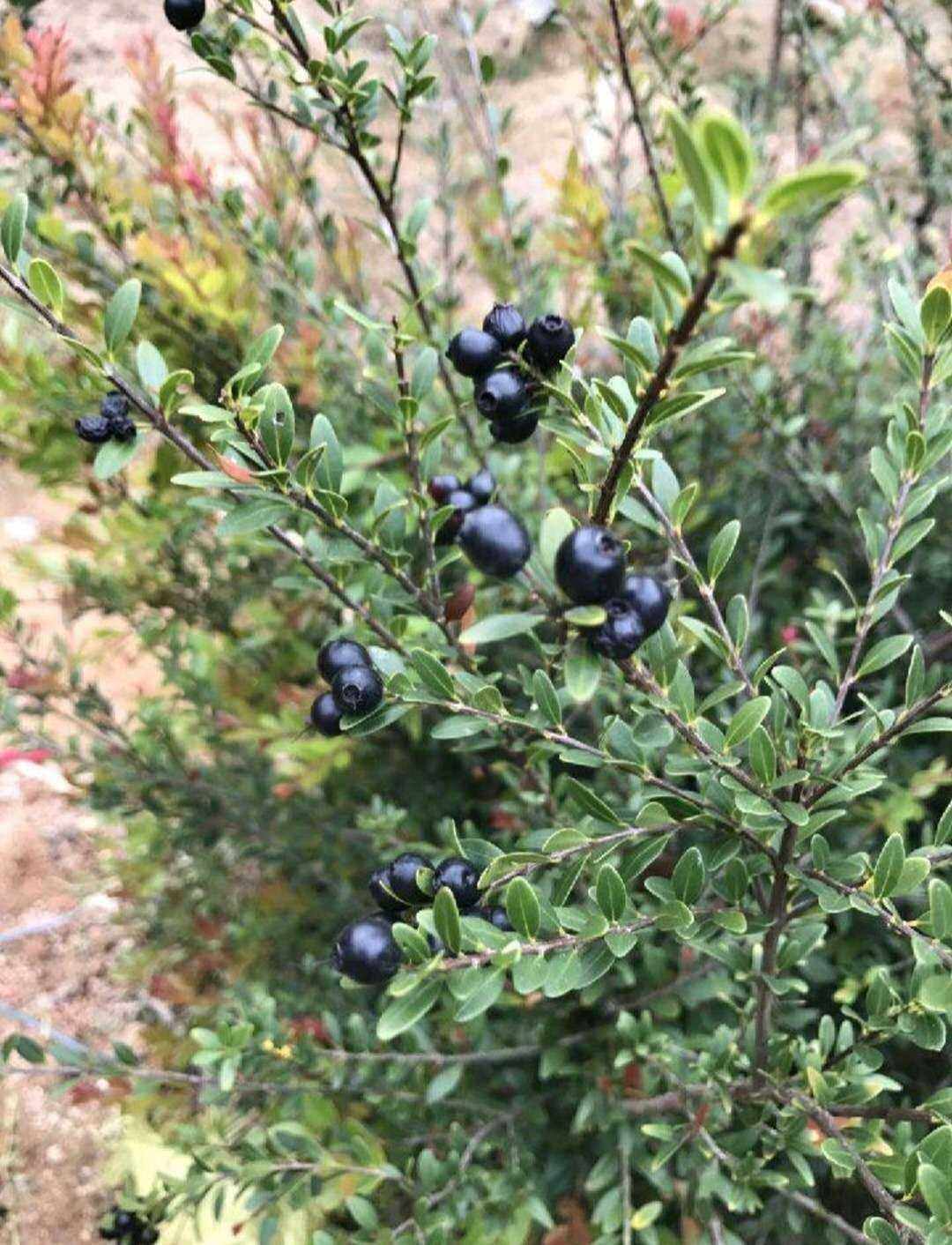 赤楠野枇杷小叶赤楠华南植物观赏药用灌乔木野生中草药材种苗种子