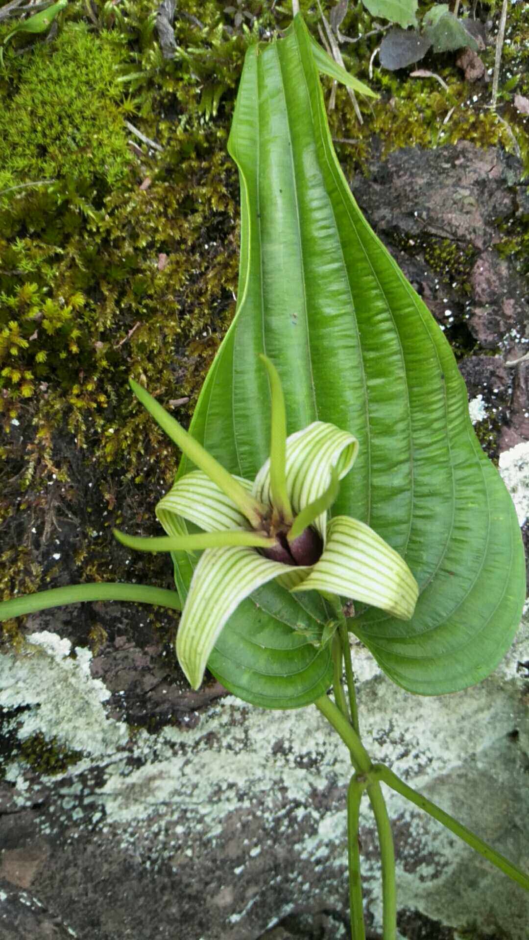 百部野生苗杯叶西番观赏药用药材种苗种子爬藤药材种子