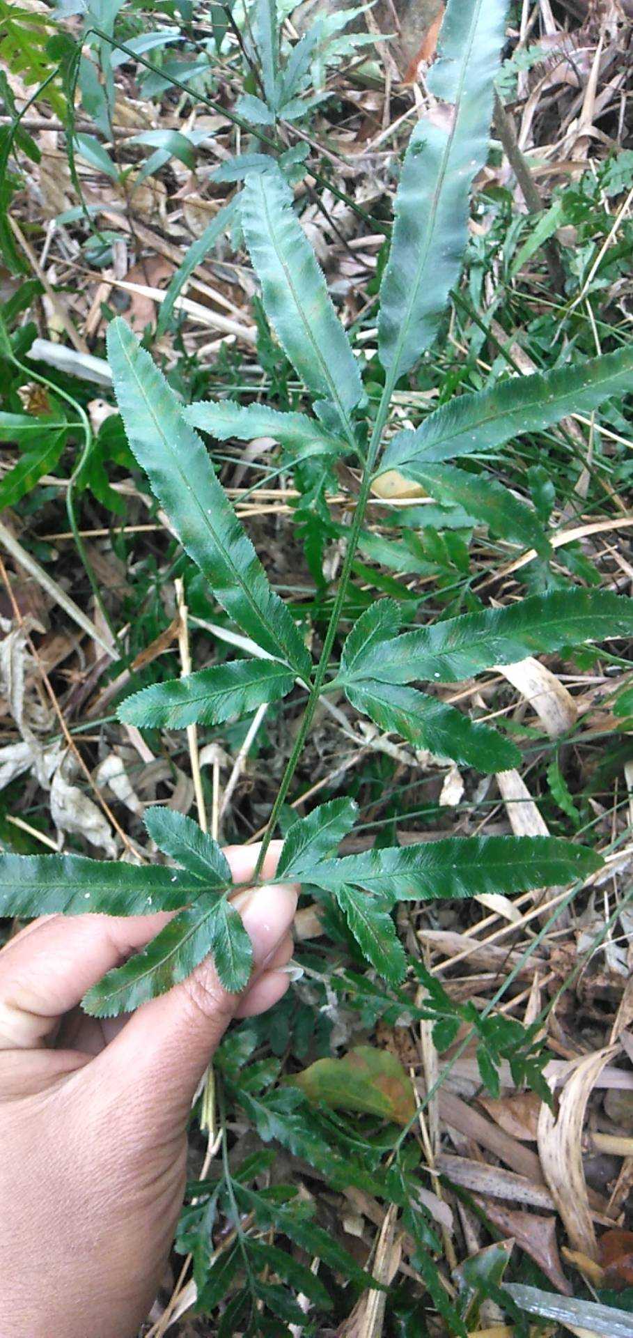 野生药材种苗剑叶凤尾蕨新鲜全草