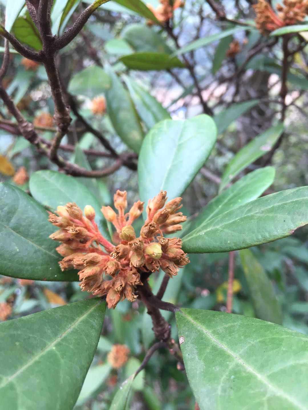 赤楠野枇杷小叶赤楠华南植物观赏药用灌乔木野生中草药材种苗种子