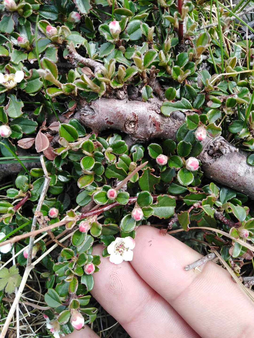 匍匐栒子球花溲疏乌鸦果矮探春观赏药用盆栽花卉中药材种苗种子中
