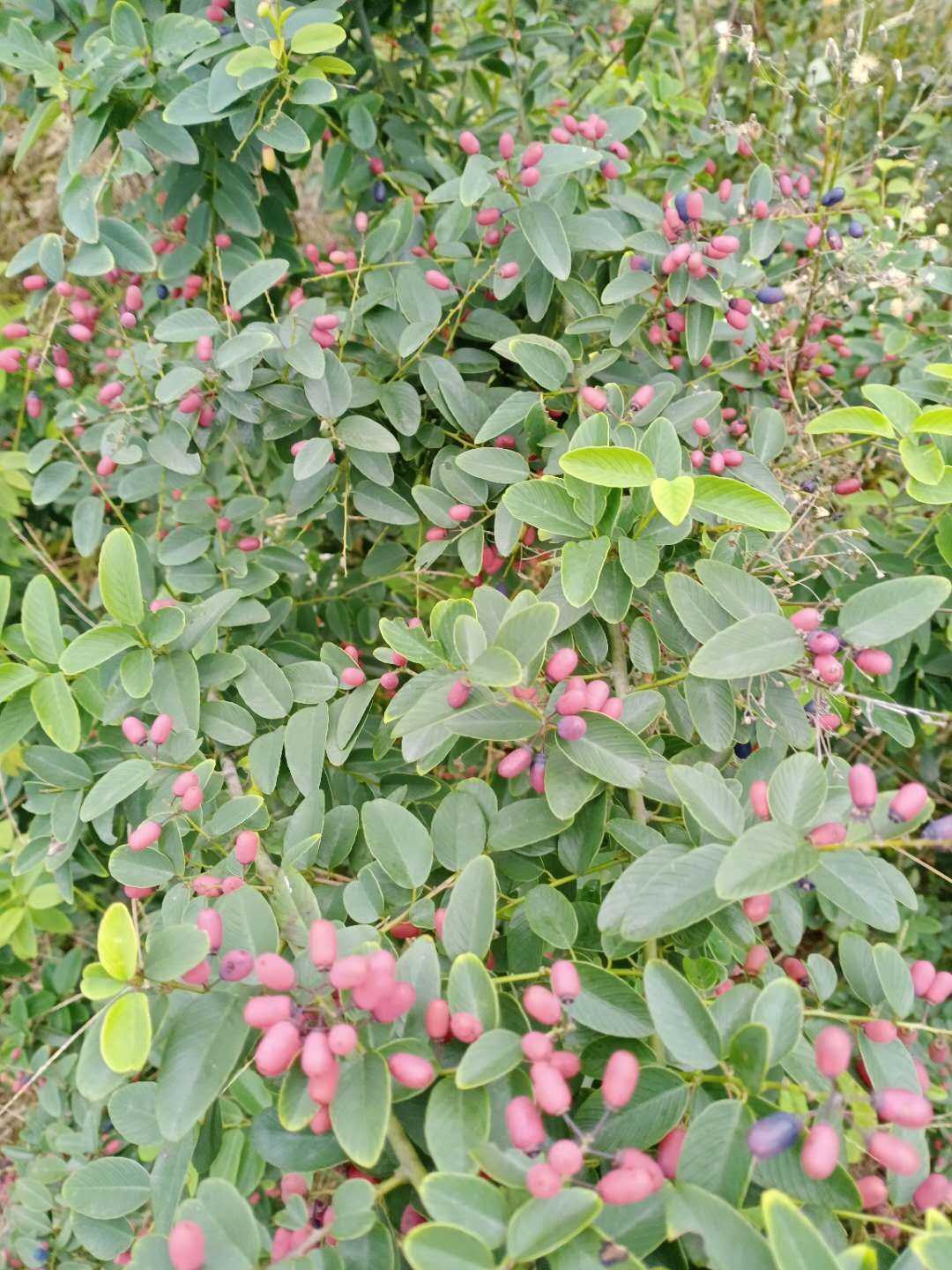 多花勾儿茶的别名图片