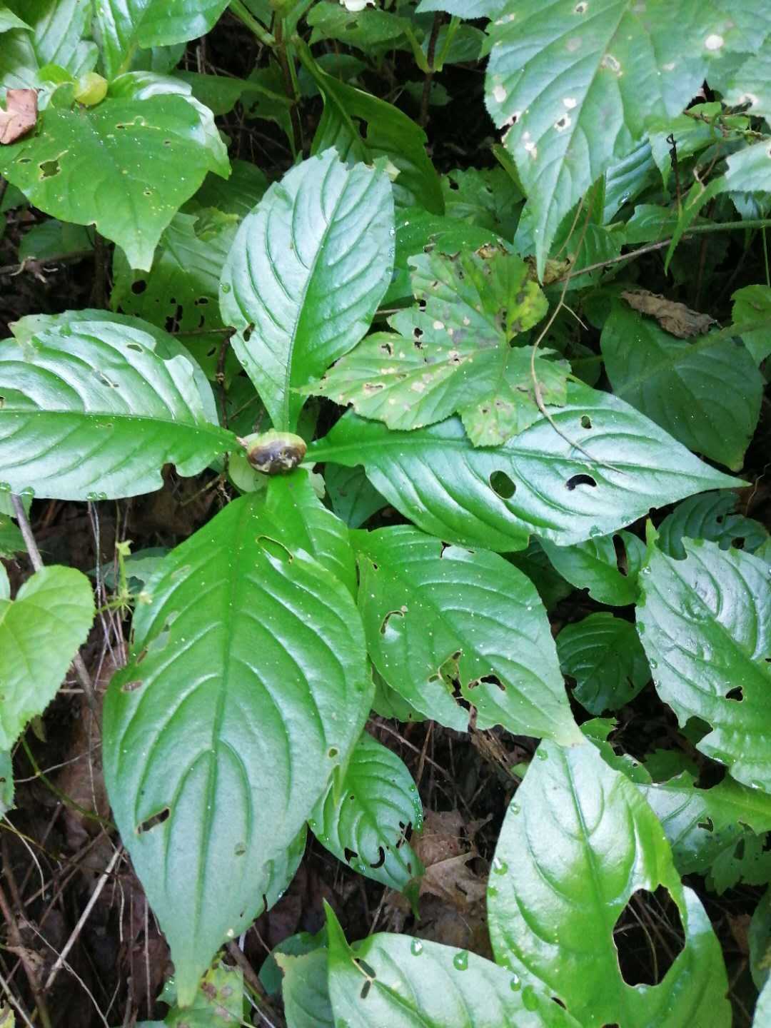 半蒴苣苔降龙草观赏药用园林绿化植物盆栽庭院家居中草药材种苗