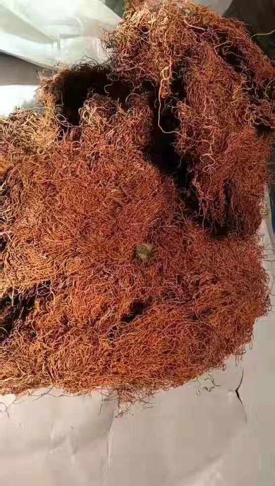 太白金腰带特产药王凉茶白花白米食材陕西金丝带药材种子