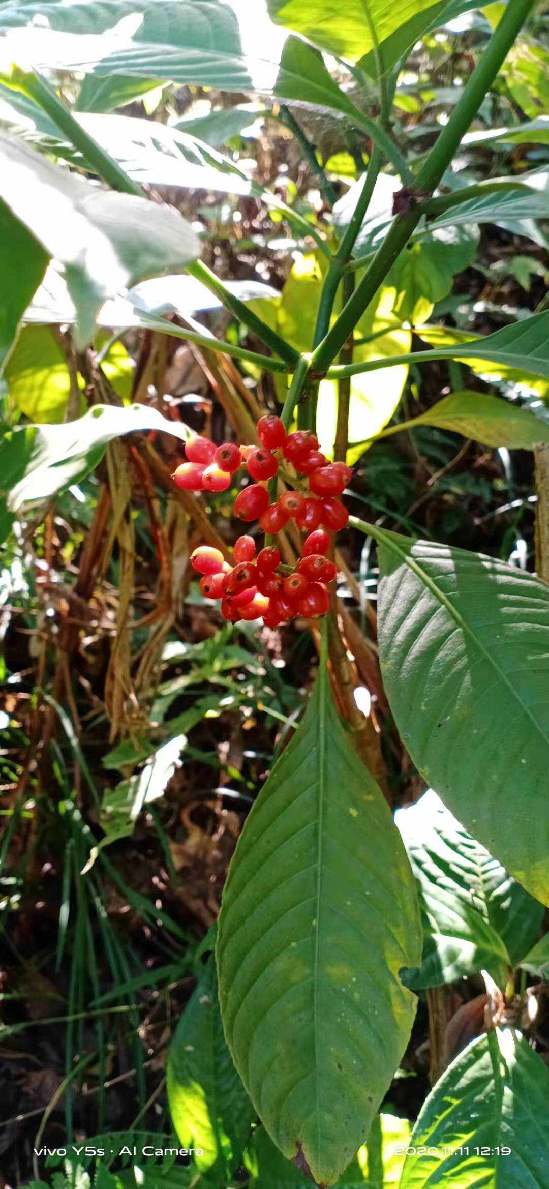 茜草科九节山大刀红果果野生中草药材种苗种子园林绿化苗木灌木