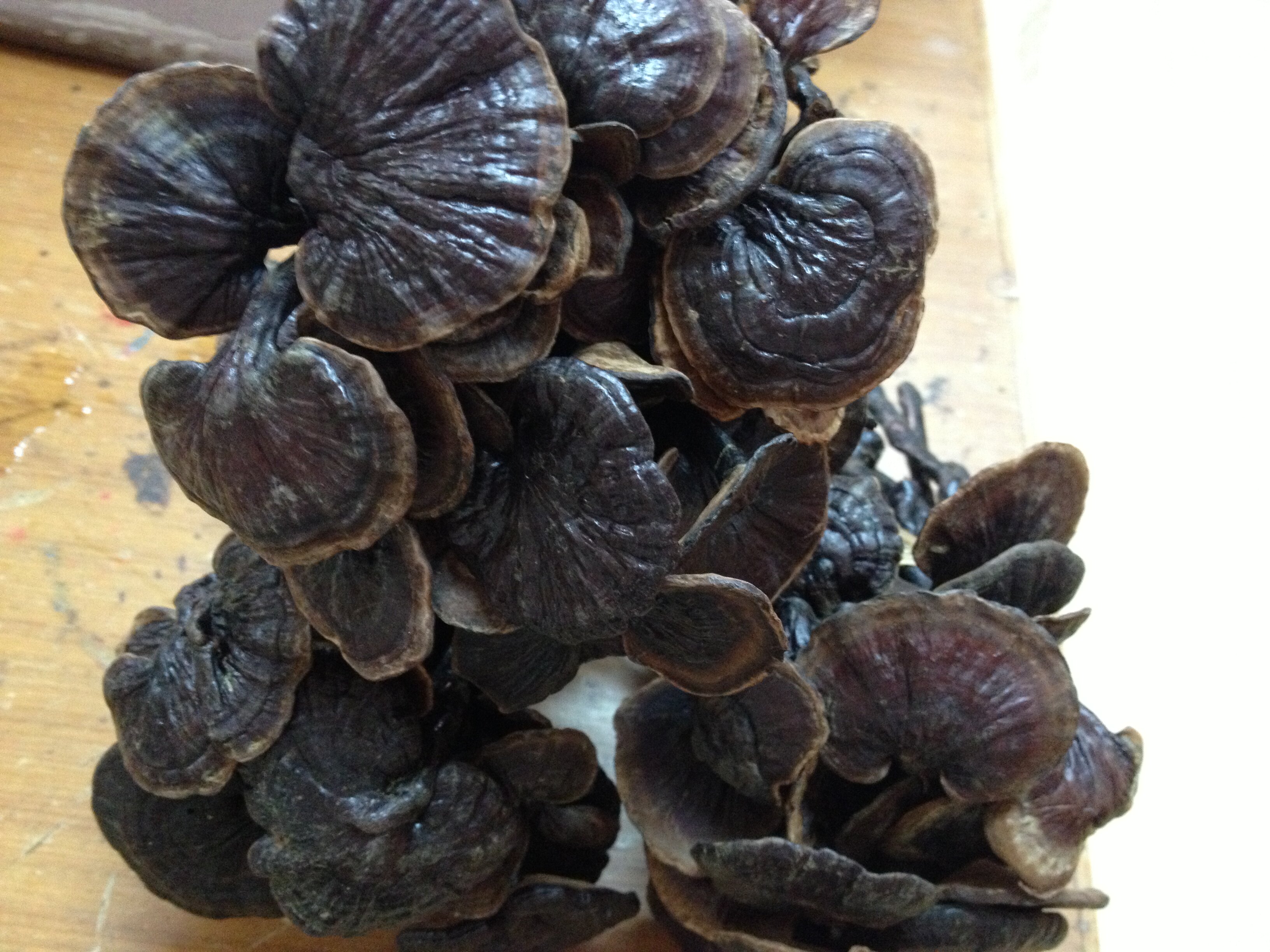 众享实体店精选海南纯野生小红芝竹芝竹节芝 大朵不苦 视频选货