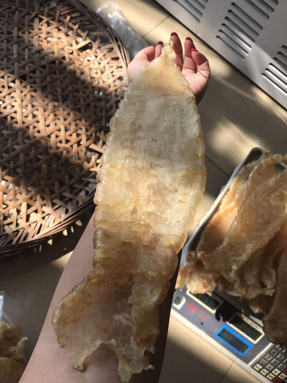 名贵大耳赤嘴 赤嘴鳘 潮汕人收藏品  鱼胶 花胶 滋补 求懂货的人