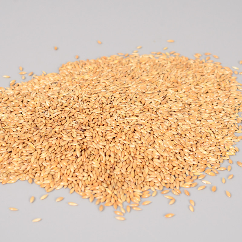 加纳进口鹦鹉鸟食油尖白尖粟草庐籽鸟粮利草籽鸟食