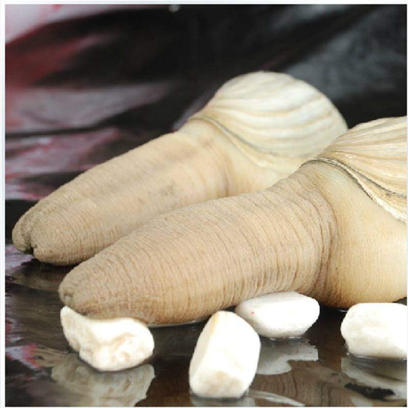 海鲜象拔蚌鲜活大海刺身即食日料食水产象牙象鼻象拔蚌