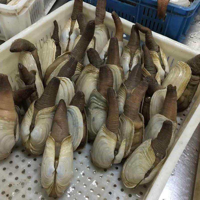 海鲜象拔蚌鲜活大海刺身即食日料食水产象牙象鼻象拔蚌