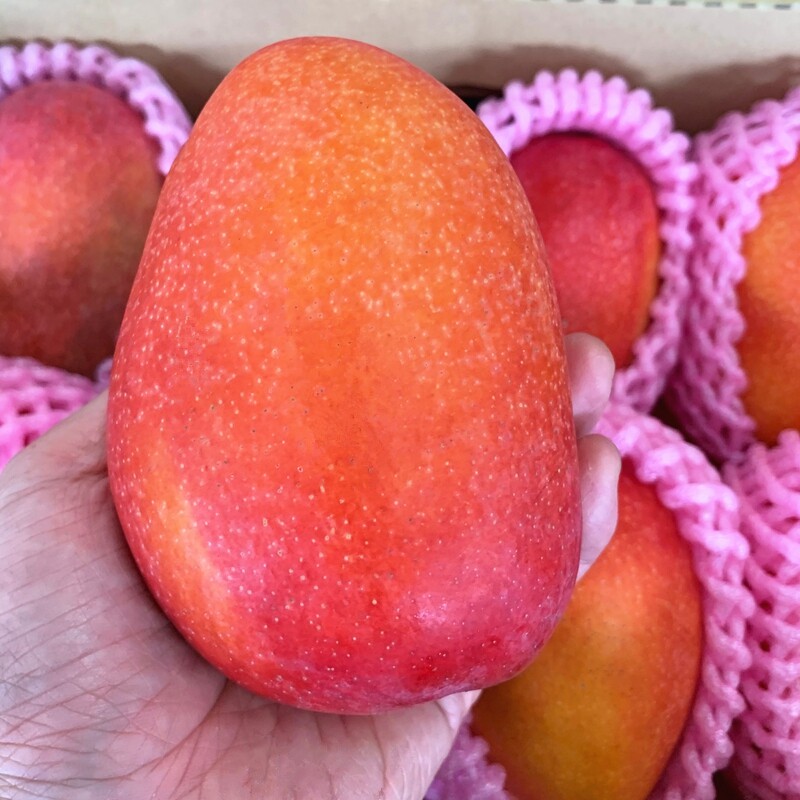 芒果正宗台湾爱文3斤装进进口香甜多汁当季芒果