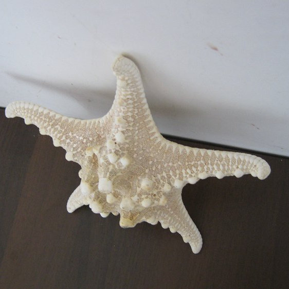 812cm白色霸王海星海螺贝壳橱窗广告设计网店背景道具