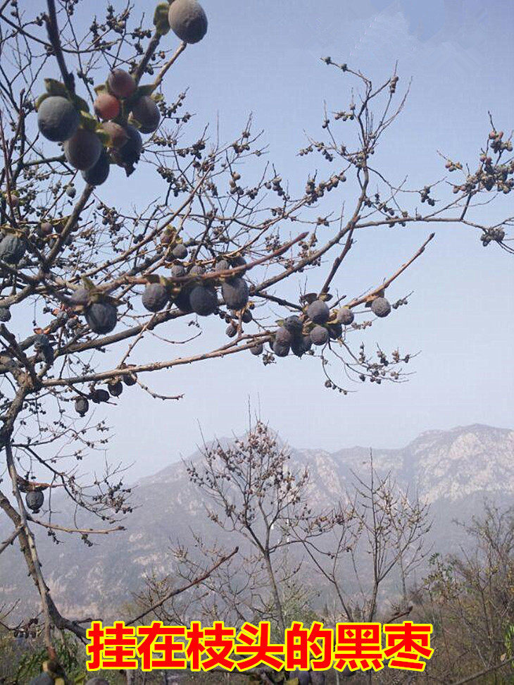 黑枣新货野生大黑君迁无核山西特产软枣柿子枣