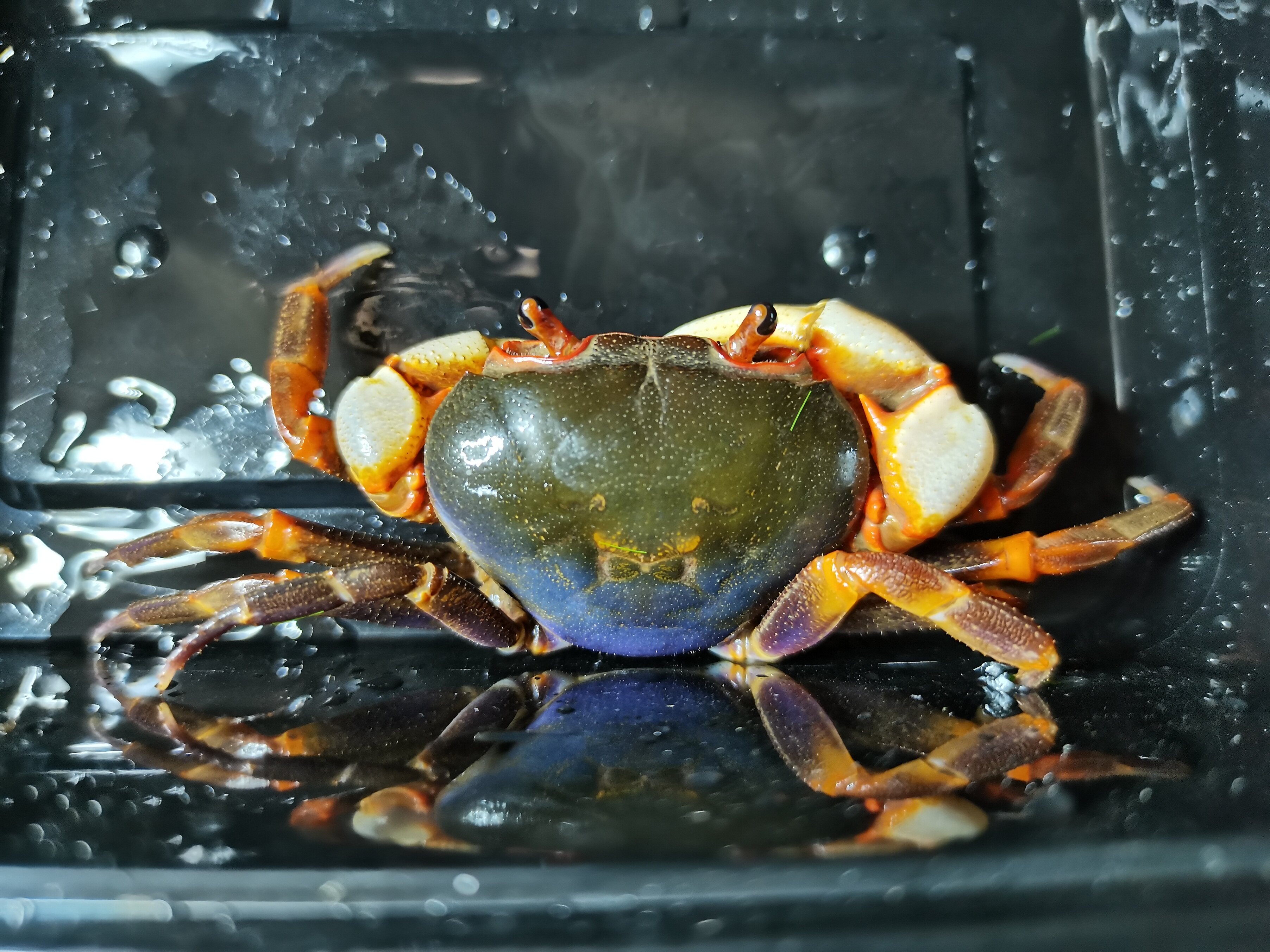 南海溪蟹观赏淡水紫地蟹圆轴蟹寄居蟹勾手豹点蟹