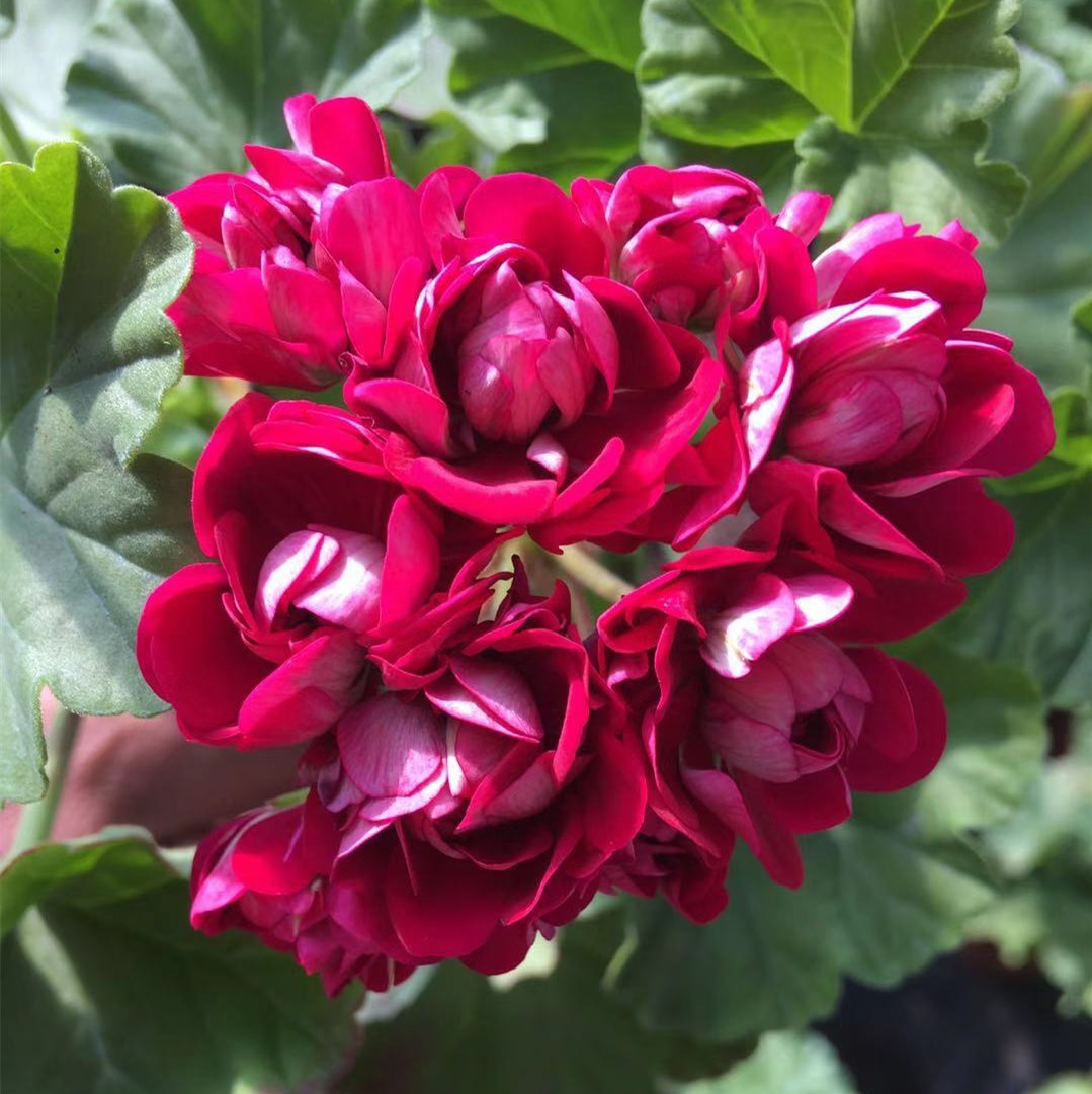 直立天竺葵花型ungariskappleblossom/ua碗全重瓣玫瑰花型
