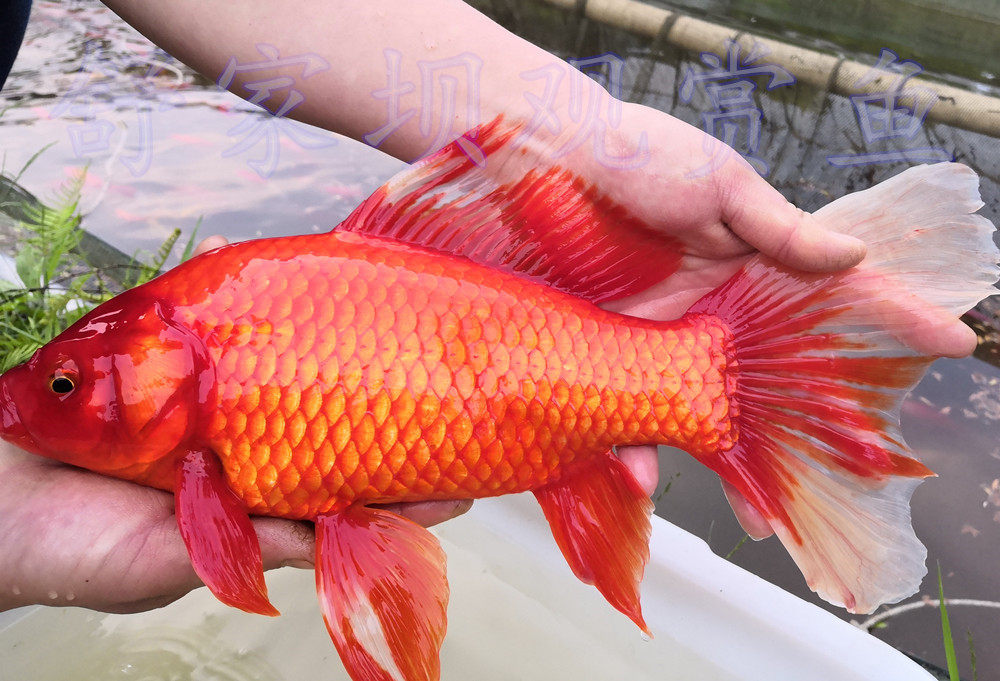 红草金鱼观赏鱼活体锦鲤活鱼淡水冷水长尾大红鱼