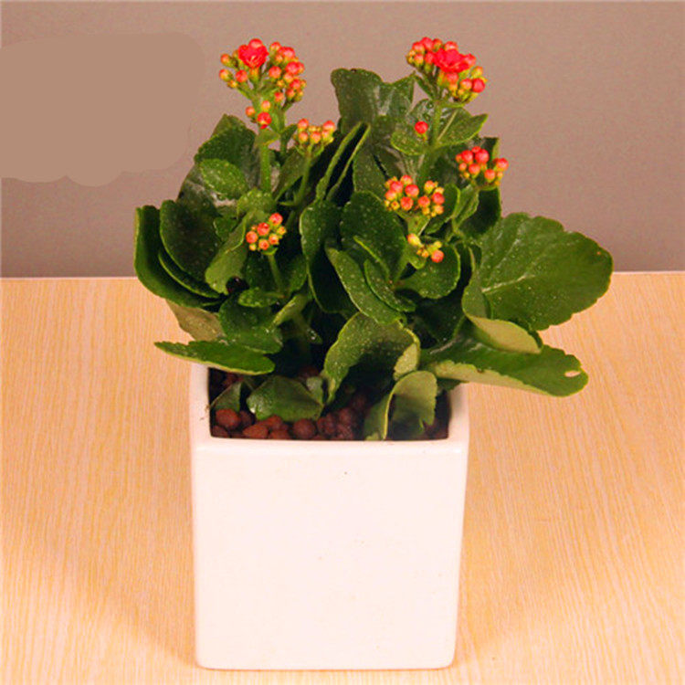 武汉同城好养长寿花盆栽鲜花客厅四季植物办公室室内办公桌小绿植