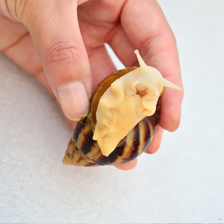 蜗牛顺丰速运白玉活体宠物学生科学实验观察巨型田螺螺