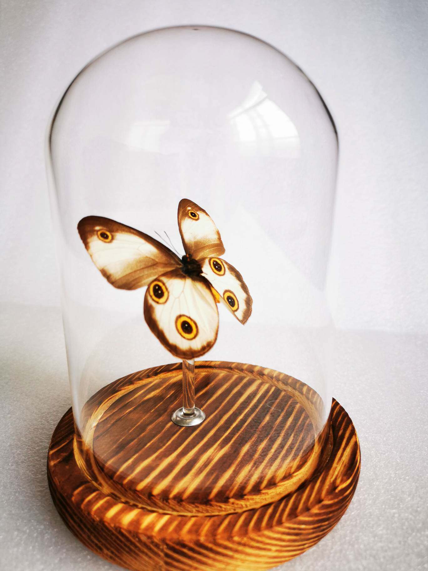 特价永生蝴蝶标本艺术品熊猫眼环蝶矩翅环标本类装饰画