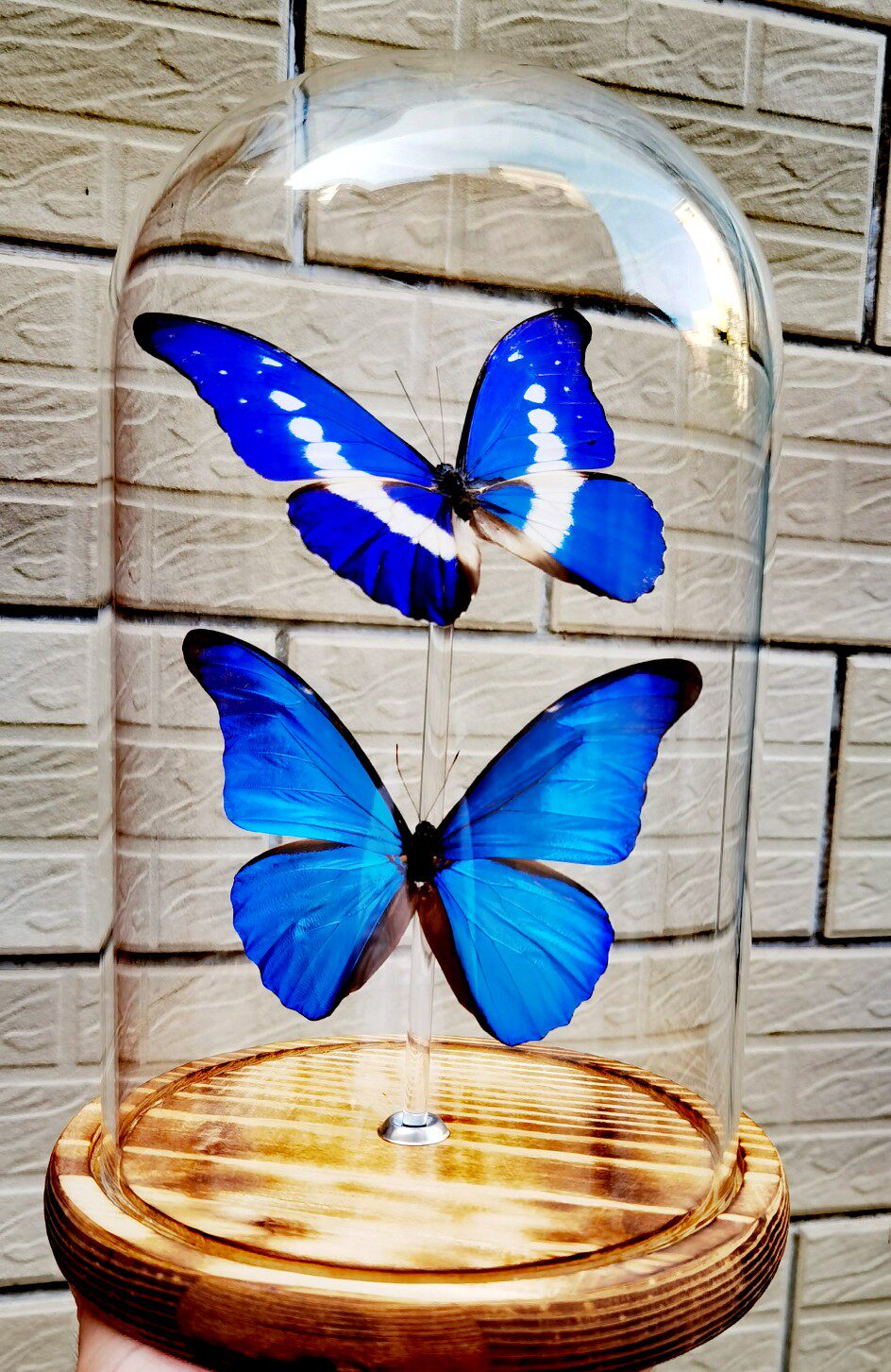 标本蝴蝶光明女神尖翅指名亚种进口密封标本类装饰画