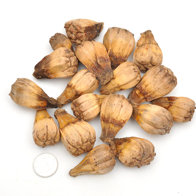 莲花原籽菩提工料天下滴血提子菠萝通货露兜树原佛珠