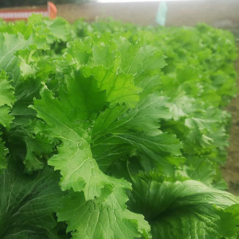 饺子菜种种子蔬菜香叶种籽四季青菜秋冬春夏蔬菜种子
