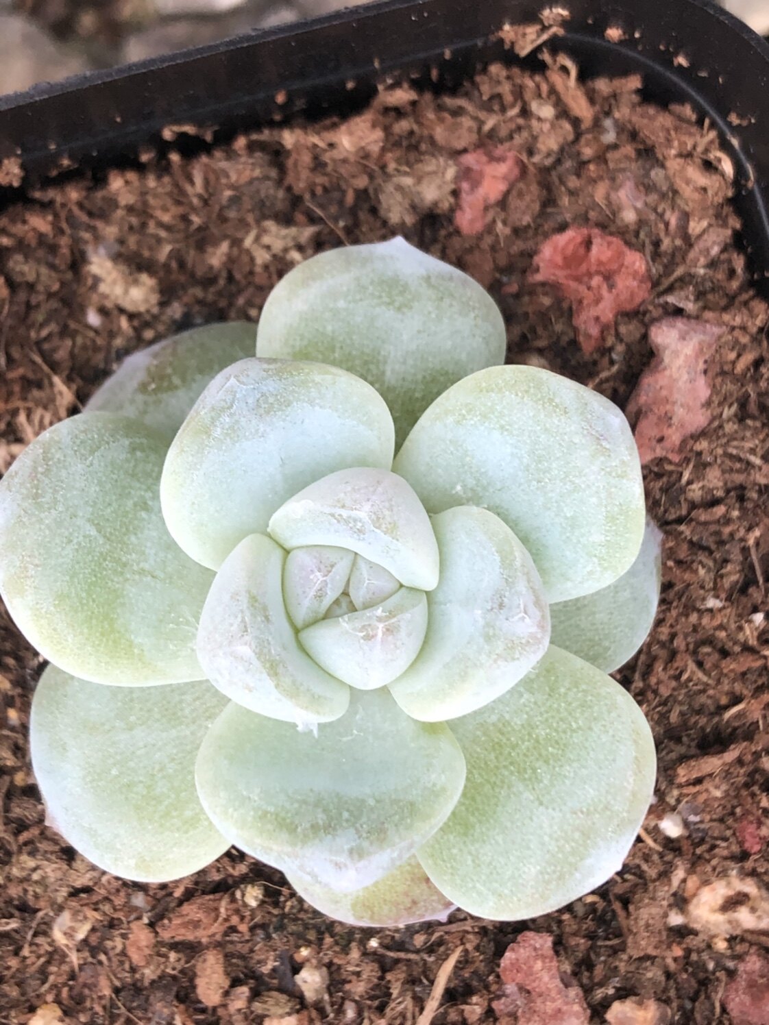 多肉植物玉蝴蝶冰玉优选选体带暗冰心多肉植物