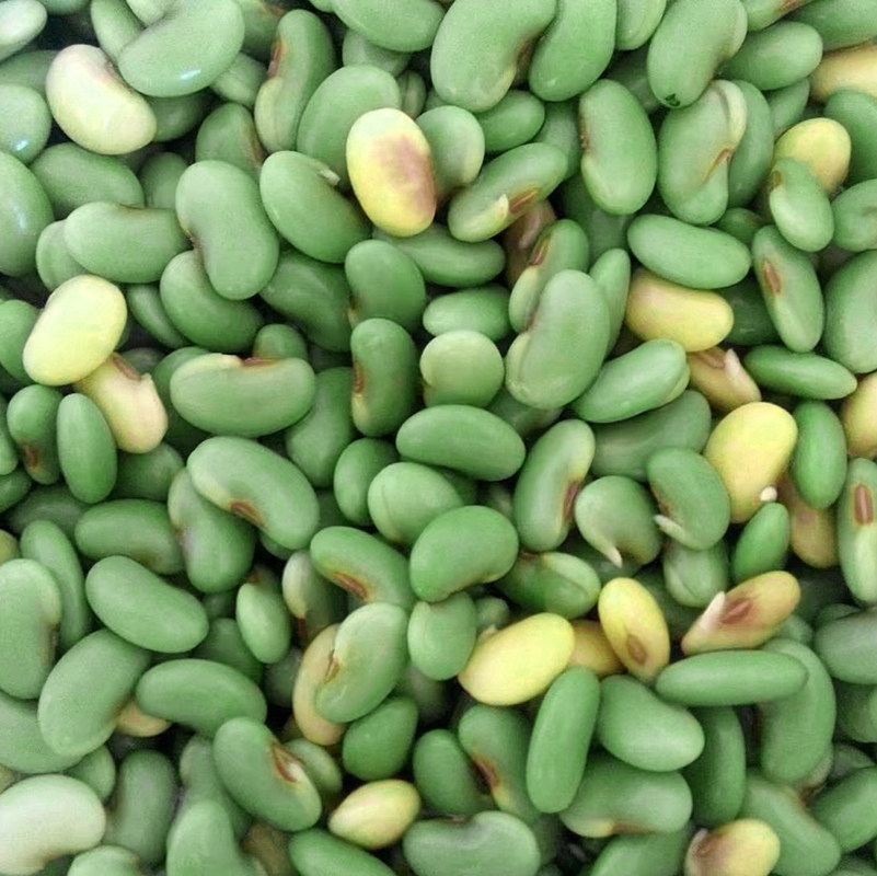 绿皮黄豆农家自种新货土黄青豆可发豆芽转基因黄豆