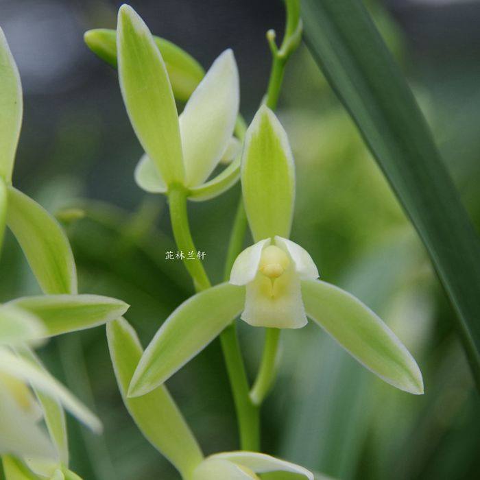 玉女兰素花国兰花阳台办公室绿植花卉盆栽夏带花绿植