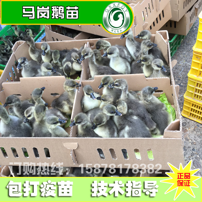 马岗鹅苗活体灰鹅苗乌棕鹅草鹅苗小鹅仔烧鹅苗技术指导运输包活