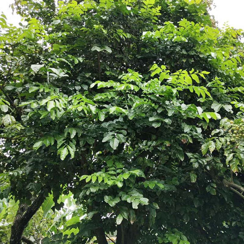 黄皮农家多年树龄老树果树树叶新鲜叶子中药材其他药食同源食品