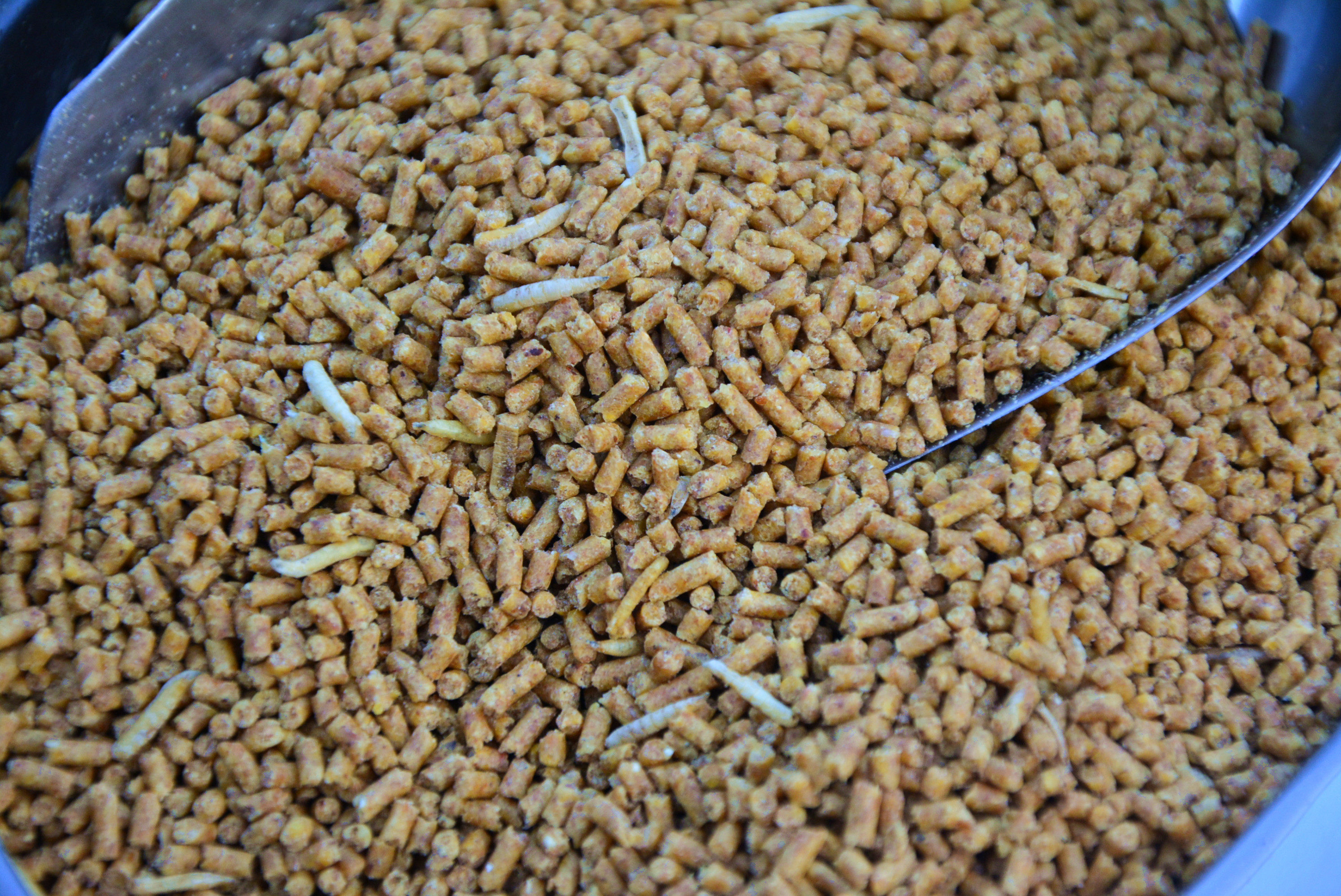 贵州生源妙歌画眉饲料鸟食饲料 唱鸟斗鸟专用鸟粮满3代包邮